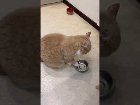 Funny cute cat begging for food by knocking bowl