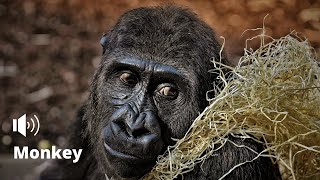 IL VERSO DELLA SCIMMIA | MONKEY SOUND