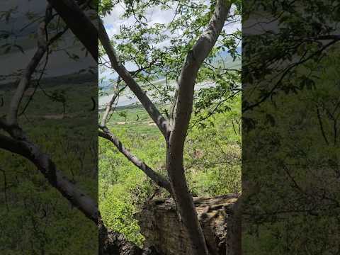 ao lado da pedra da boca, sítio arqueológico mirador,  Parelhas-RN