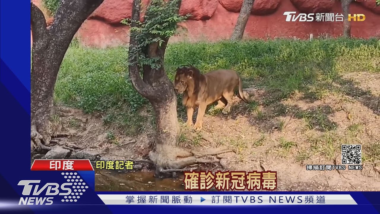 8頭獅子確診!印度疫情爆發 動物也遭殃
