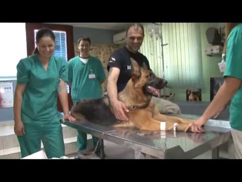 download lagu mp3 mp4 Veterinarska Ambulanta Beograd, download lagu Veterinarska Ambulanta Beograd gratis, unduh video klip Veterinarska Ambulanta Beograd