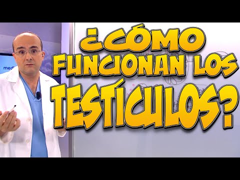 TESTICLES: How Do They Work? - Human Body #14