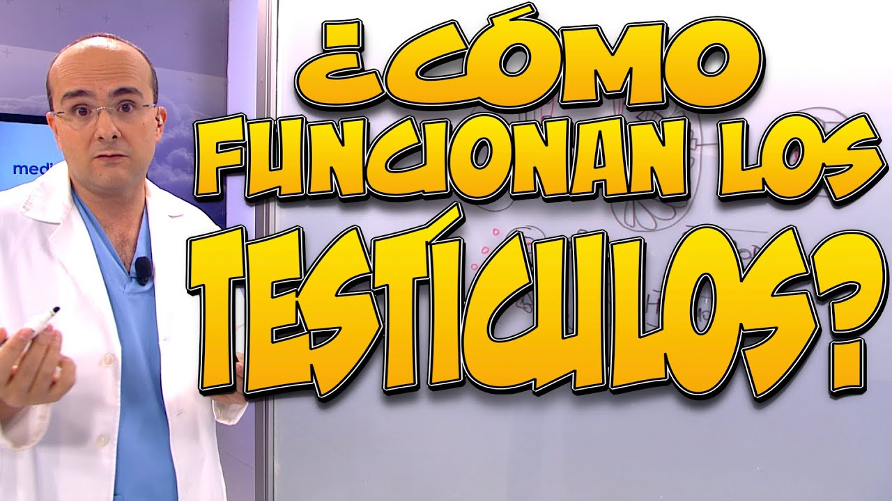 TESTÍCULOS, ¿cómo funcionan? - Cuerpo Humano #14