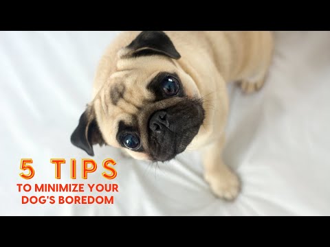 5 Tips to Minimize Your Dog's Boredom [easy and effective]