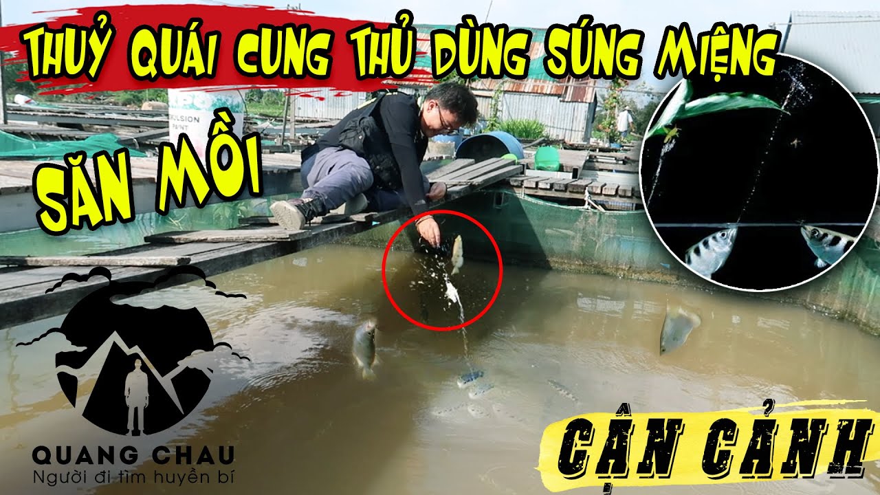 Kinh Ngạc cá Cao Xạ Pháo dùng miệng “Bắn Đạn Nước” để hạ gục con mồi trên sông Cửu Long