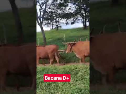 carro de boi , comunidade do Riacho , Carmo da Mata , M.G