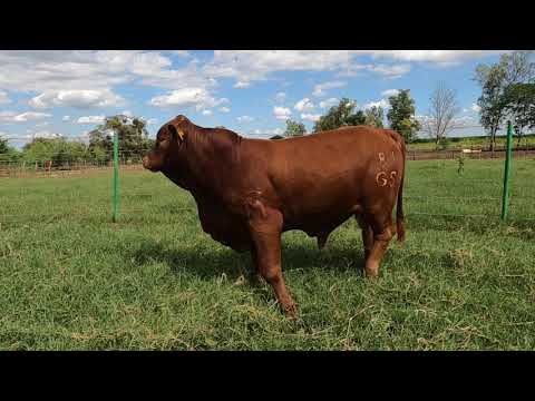 81 G 5 - Semental Brangus en Venta Rancho Los Nogales