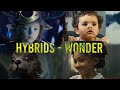 Hybrids | Wonder | Sweet Tooth | Shawn Mendes