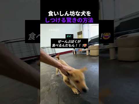 食いしん坊な犬をしつける驚きの方法