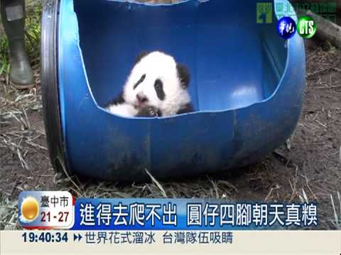 遊樂練習場! 圓仔把塑膠桶當搖籃