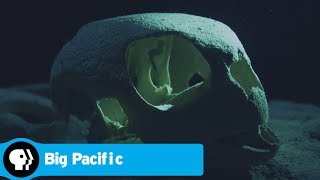 BIG PACIFIC | Turtle Graveyard | PBS