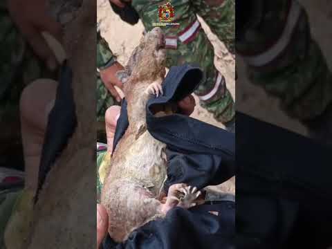🐾 Soldados rescatan un guatín de las llamas 🔥