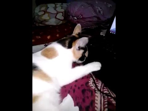 why sophie doesn't let anyone touch the laptop?