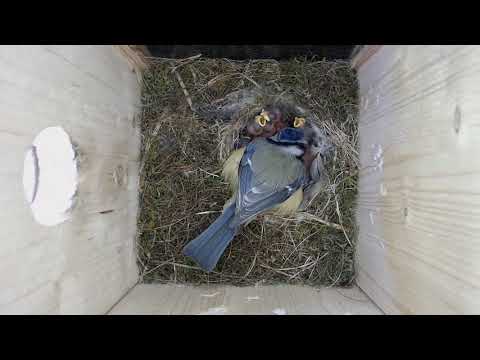 2018 05 08 Bei beiden Meisenfamilien siehts recht gut aus