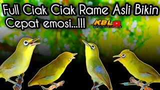 Download lagu CIAK CIAK KECIAL KUNING SUPER AMPUH||BIKIN KECIAL SEHAT DAN RAJIN BUNYI|| mp3