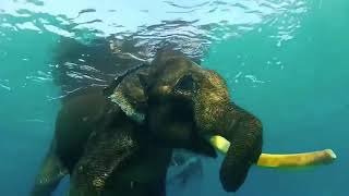 Fiona Apple - Slow Like Honey (Live Las Vegas NV, 2006)