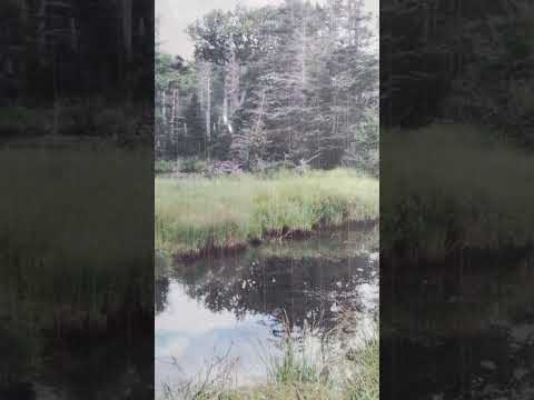 Lynn covers Begin the Beguine by Artie Shaw, written by Cole Porter #shorts #love #entertainment