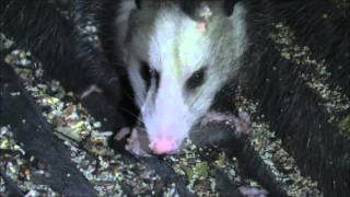 Virginia Opossum