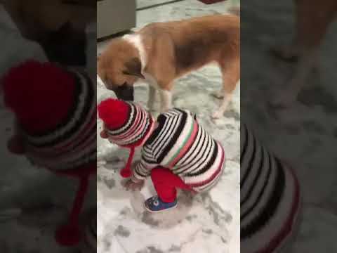 dog's lover...cute Vedanshi 🥰