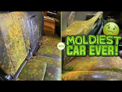 image-How do you get mold out of leather seats?