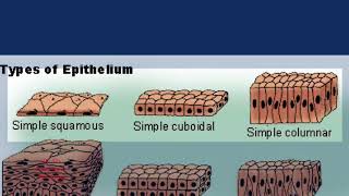 Histology - Epithelium - Categories