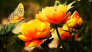 Borboletas Natureza Musica para Relaxar