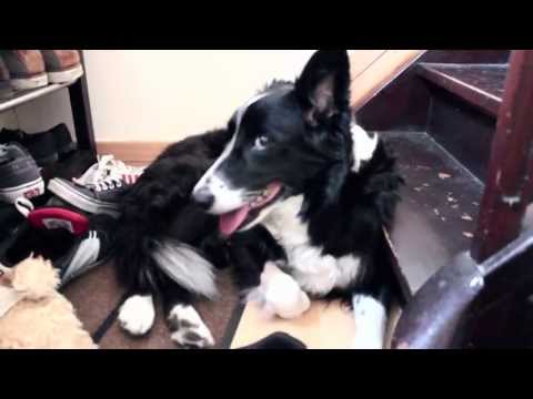 Cute Dog - Asaf Avidan One Day