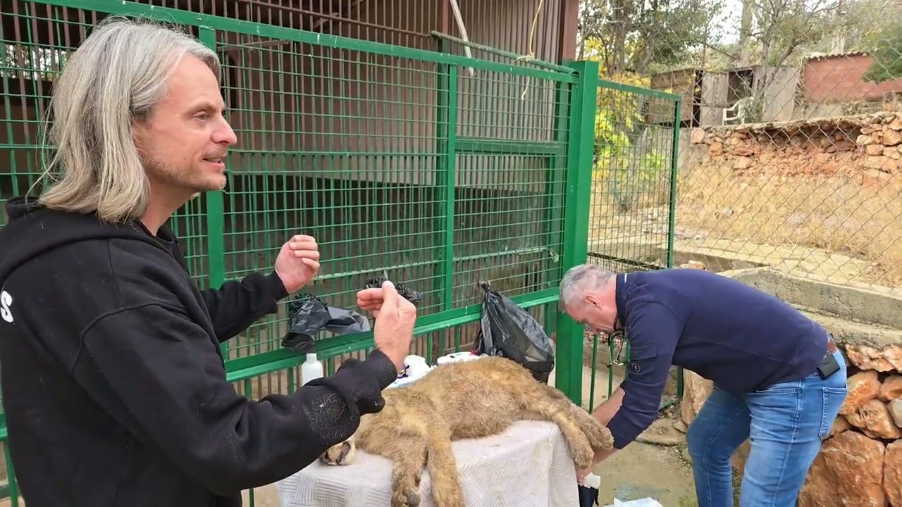 Last little sister cub's exam and transfer to crate