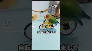 インコだって自転車で通勤する時代よ　#cat #アニマル #shorts