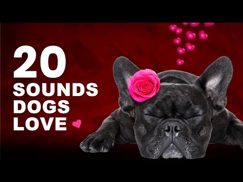 20 Sounds Dogs Love 🐶❤️