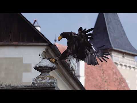 Historische Falknerei auf Schloss Rosenburg