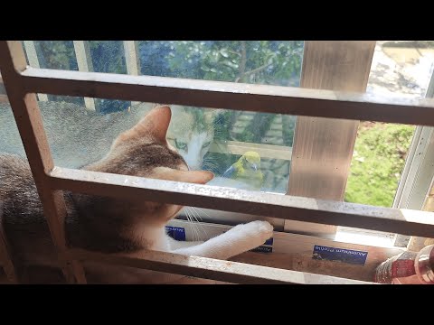 Cat Trying to catch a Bird (Meow Tusu)