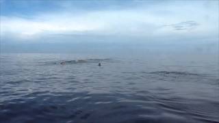 preview picture of video 'Tiburon Ballena, Isla Holbox, México'