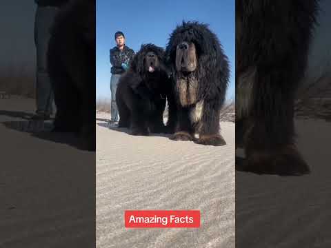 Amazing Facts Dogs|    #viral #best #viral #viral #viral #viral #viral #viral #viral