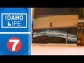 Idaho Life Burmese Bellyache The Snake That Swallowed A Blanket