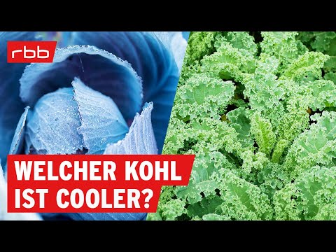 Rotkohl vs. Grünkohl: welcher ist gesünder? | SUPER.MARKT