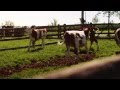 Milchwerke Schwaben eG Imagefilm