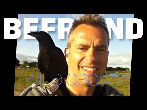 How to Befriend a Crow (FAST) 🐦 | The 3 Rules of Trust