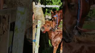 Download lagu Eps 44 Natural Horse Breeding |Breeding Documentary| #horse #animals #pets #nature #fyp mp3