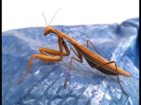 Modliszka [Mantodea] są pod ochroną. Biadoliny Małopolska.