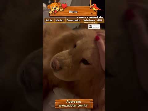 Vídeo de Bento 