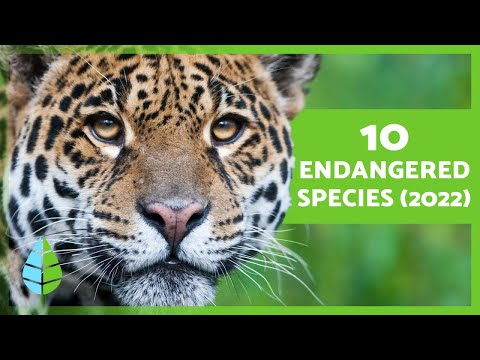 ANIMALS in DANGER of EXTINCTION 2022 🐧⚠️ (Top 10)