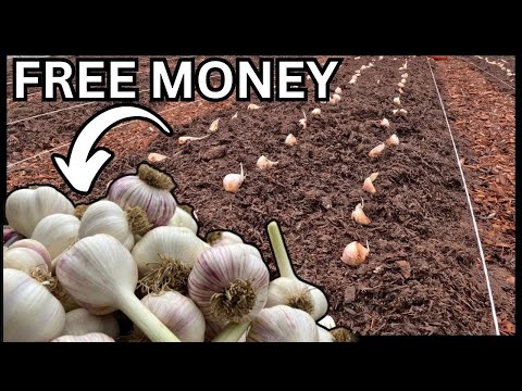 THE SECRET TO PLANTING GARLIC FOR PROFIT (AND SAVING YOUR SEED)