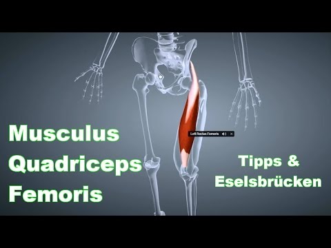 M. Quadriceps Femoris Leg Extensor: Insertion, Origin, Function, Stretching Exercise B-License Ex...
