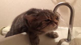 【猫　面白い　かわいい】大胆な水の飲み方をする猫