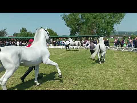 Održana 2.nacionalna izložba konja lipicanske pasmine  SLAVONSKI BROD 2023.