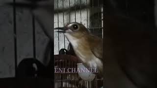 Download lagu Suara Burung Cingcoang Coklat Gacor mp3