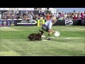 Flying Disc 1st Place Incredible Dog Challenge 2015 Huntington Beach CA