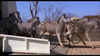 Download lagu I'm For The Hippopotamus 1979 [part of the liberation of animals] HD mp3