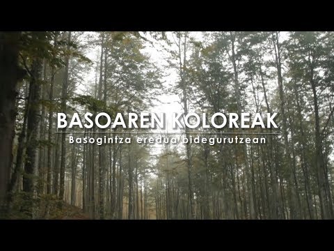 BASOAREN KOLOREAK | Basogintza eredua bidegurutzean